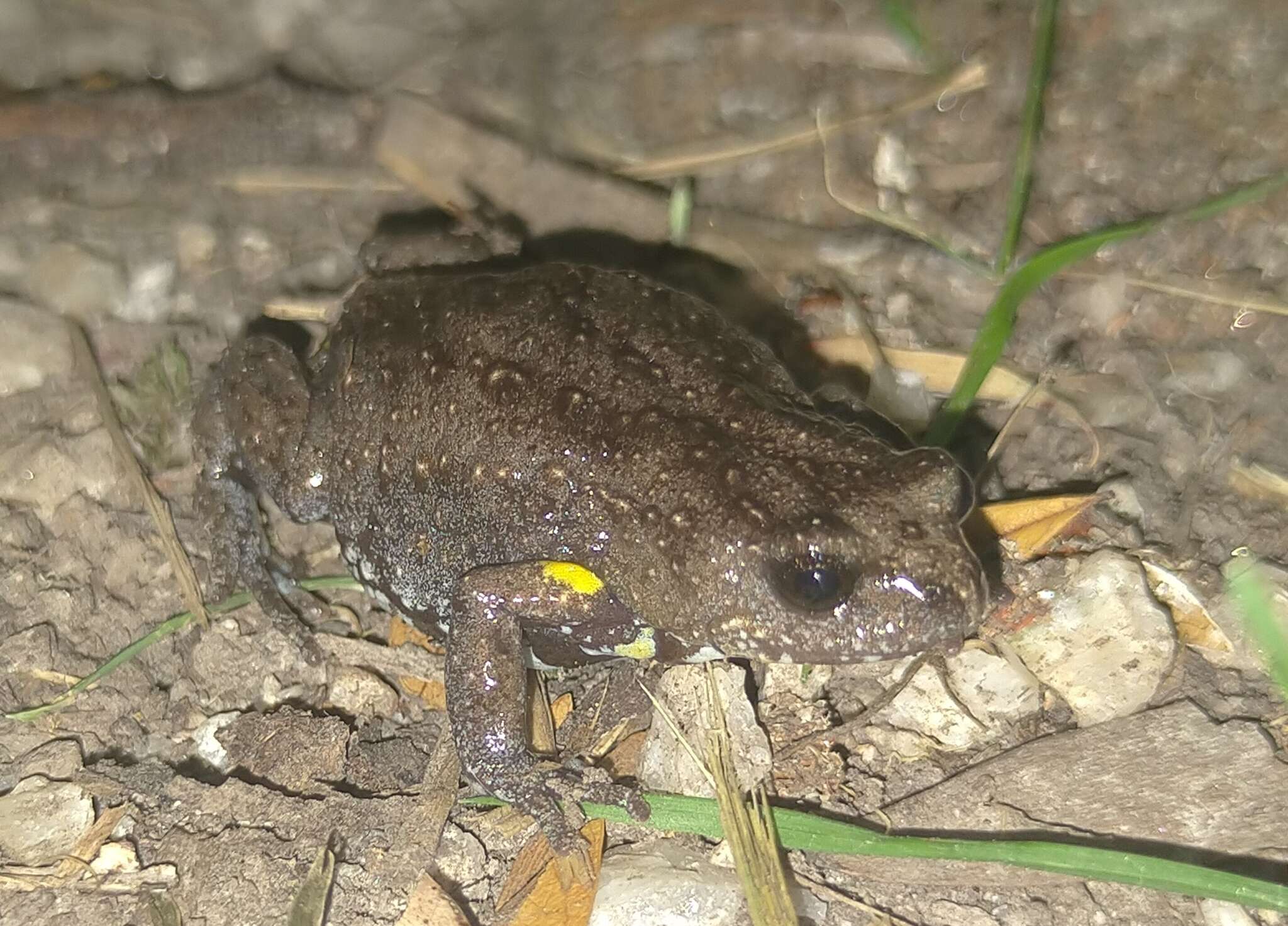 Image of Dendy’s Toadlet