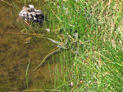 Image of Common Garter Snake