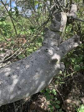 Image of Adenia fruticosa subsp. fruticosa