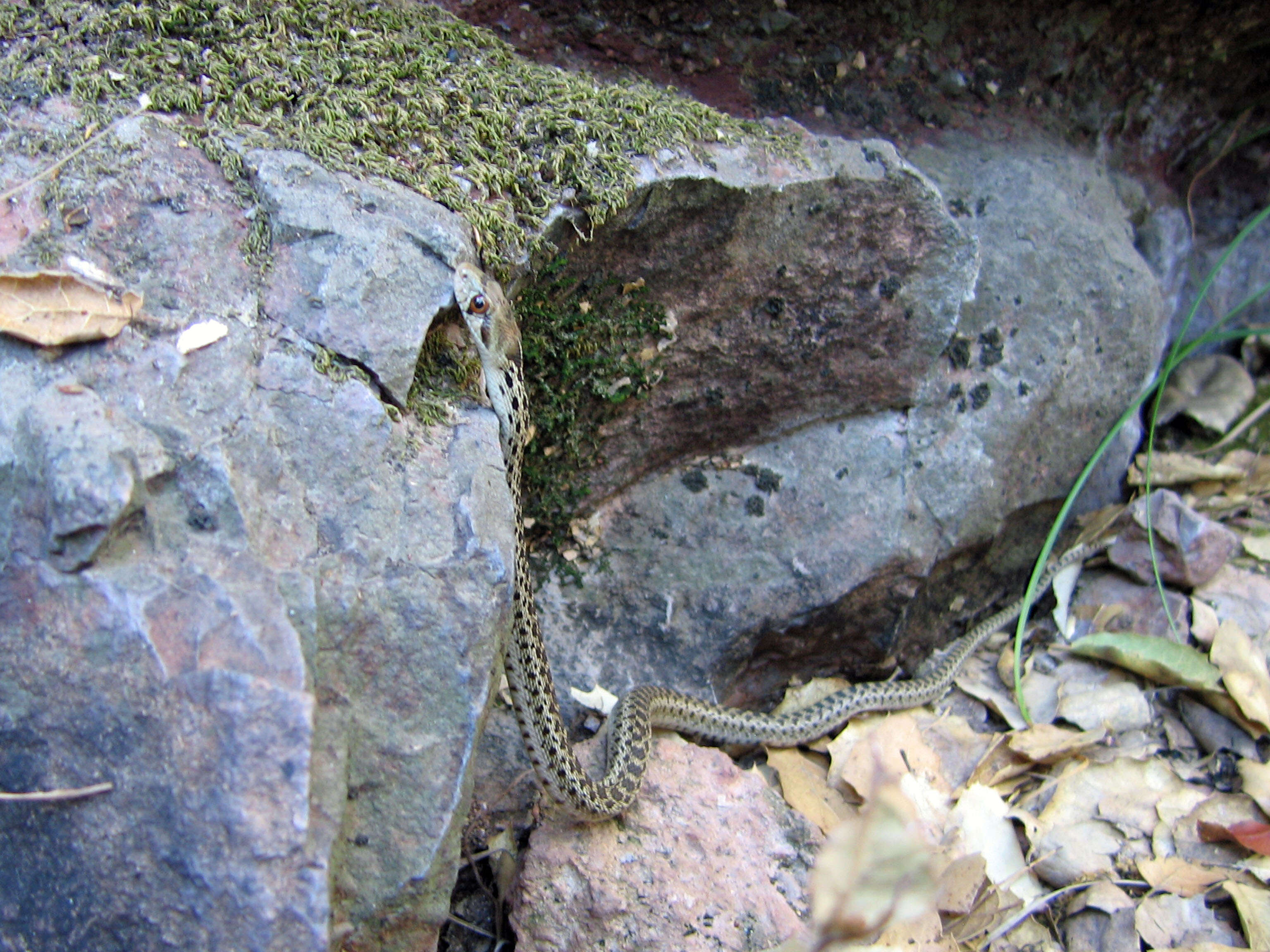 Pituophis catenifer catenifer (Blainville 1835)的圖片