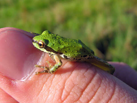 Image of Northern Pacific Treefrog