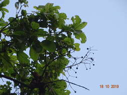 Image of Mitragyna parvifolia (Roxb.) Korth.