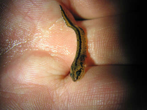 Image of California Newt