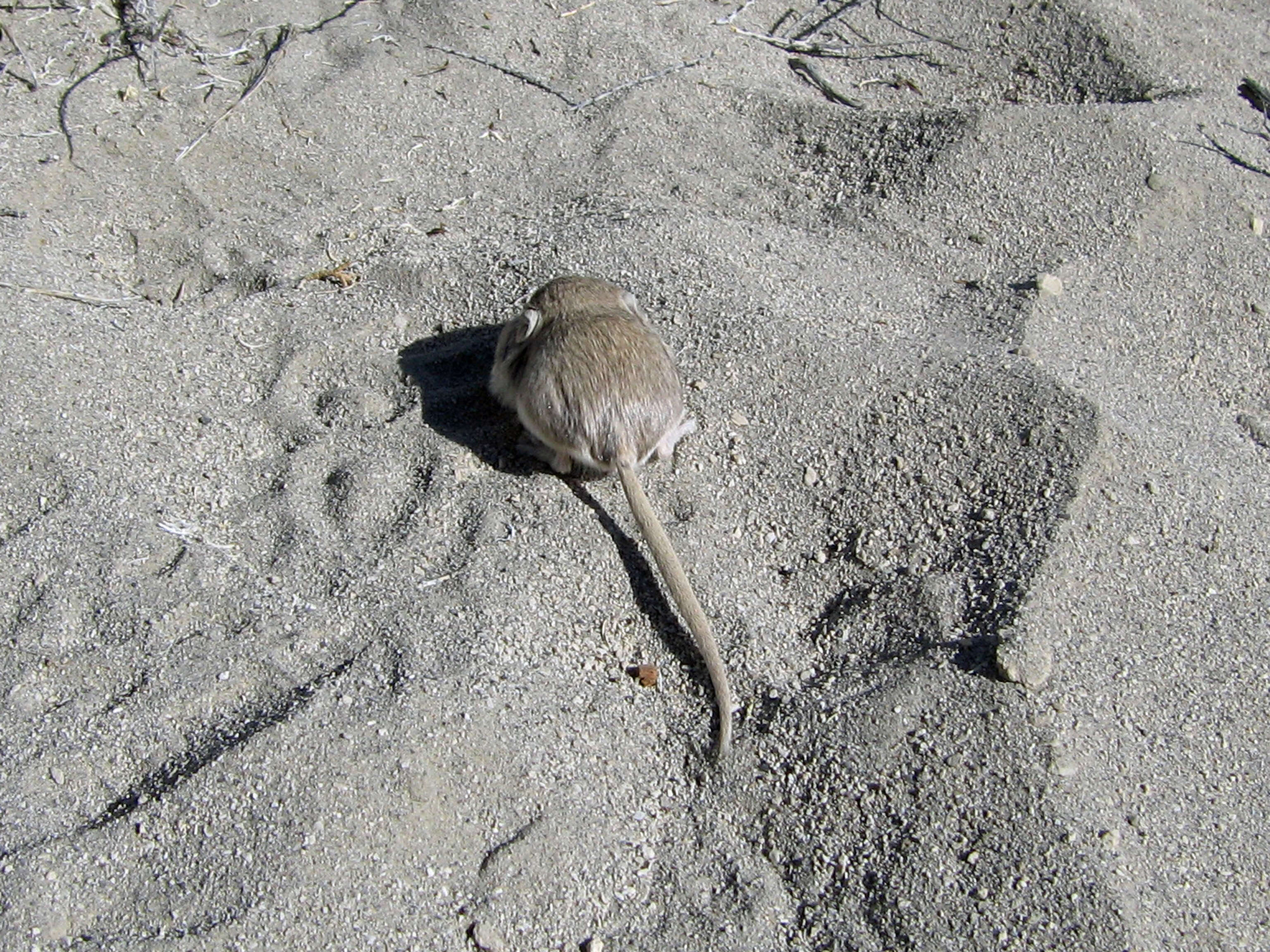 Image of Kangaroo mouse