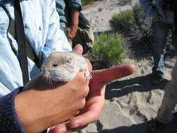 Image of Kangaroo mouse