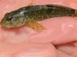 Cottus aleuticus Gilbert 1896 resmi