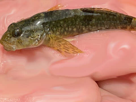 Image of Coastrange sculpin