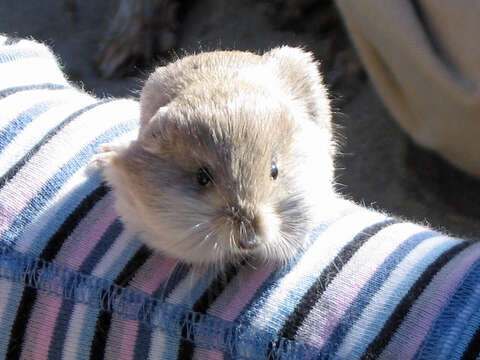 Image of Kangaroo mouse