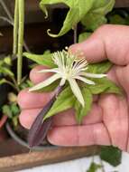 Passiflora capsularis L. resmi