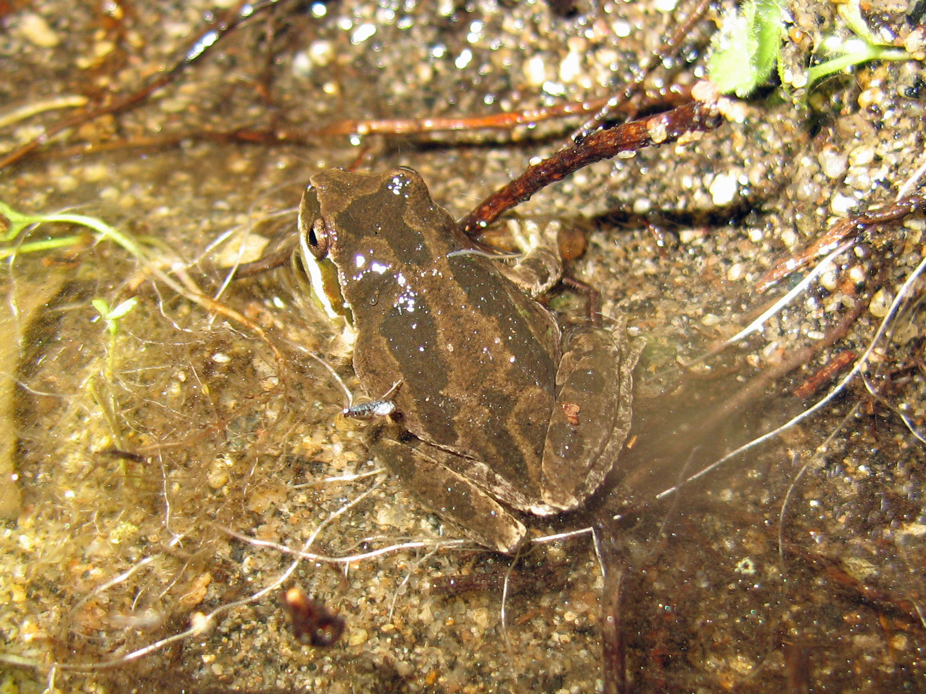 Image of Northern Pacific Treefrog