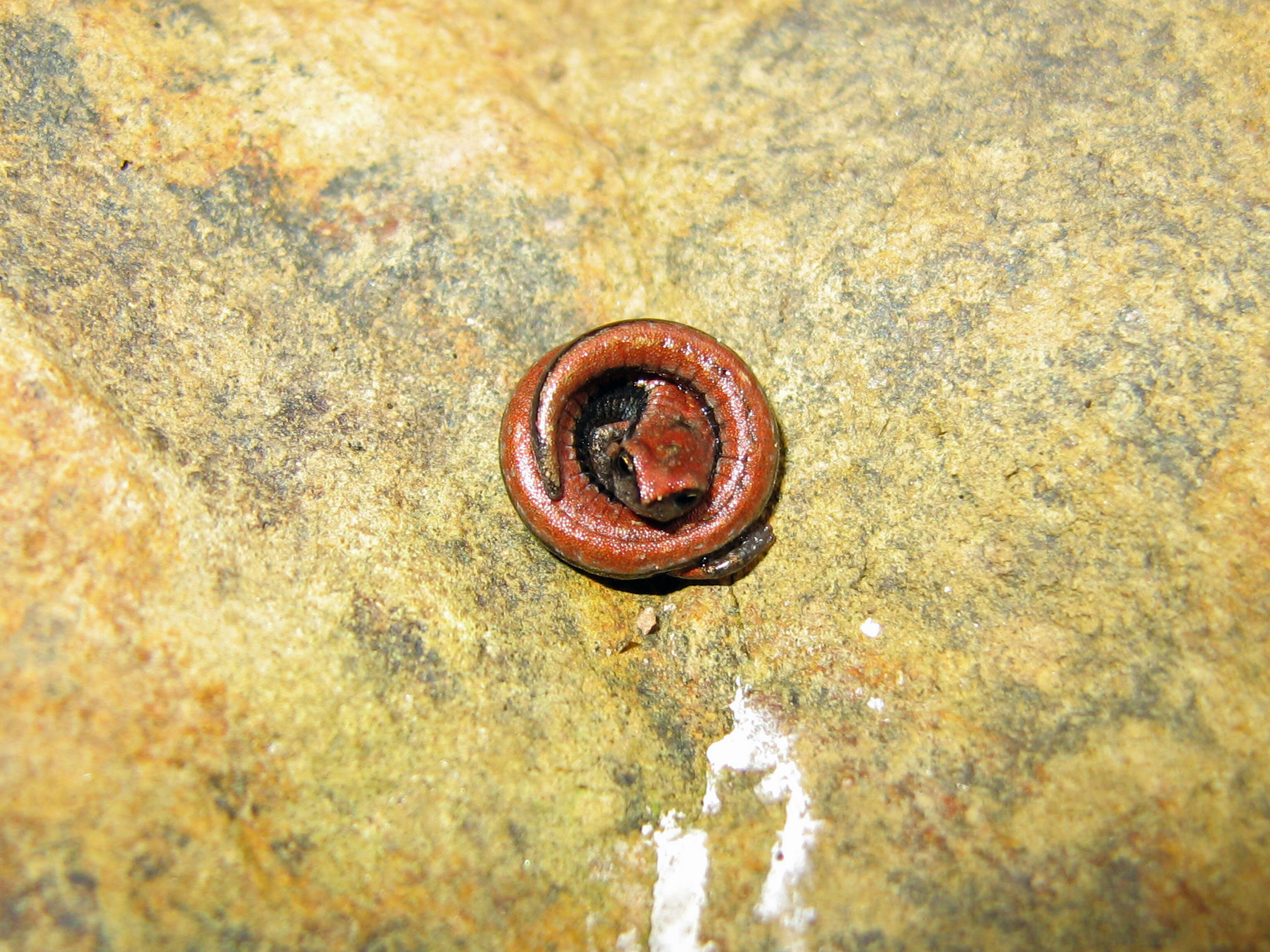 Image of California Slender Salamander