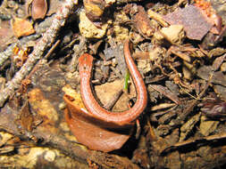 Image of California Slender Salamander