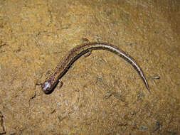 Image of California Slender Salamander