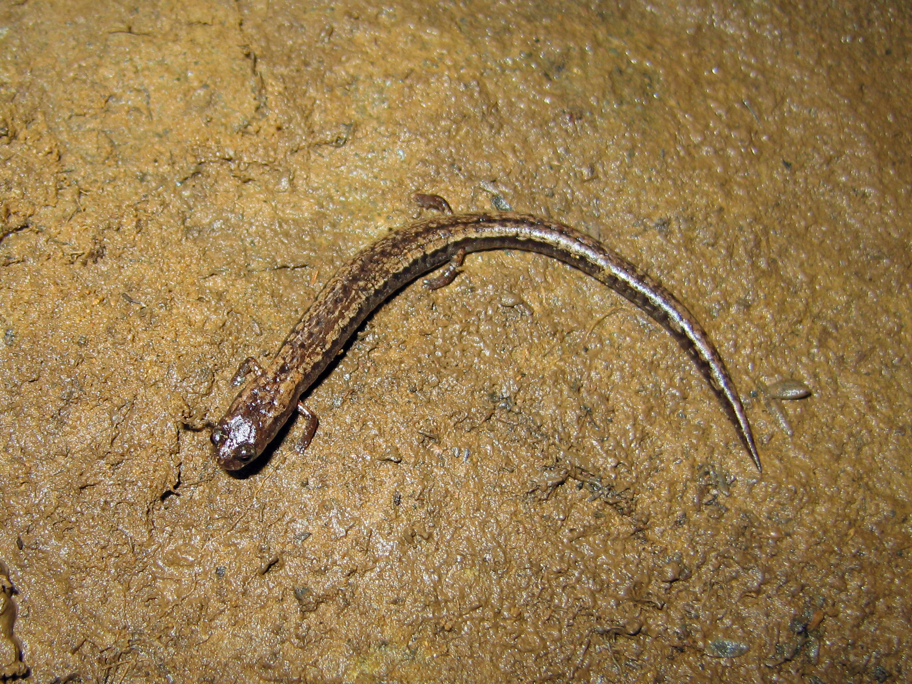 Image of California Slender Salamander