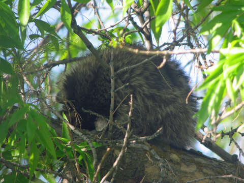 Image of raccoons