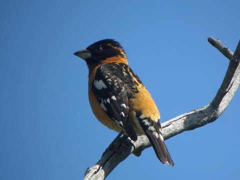 Image of Black-headed Grosbeak