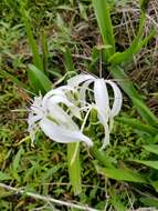 Image de Crinum americanum L.