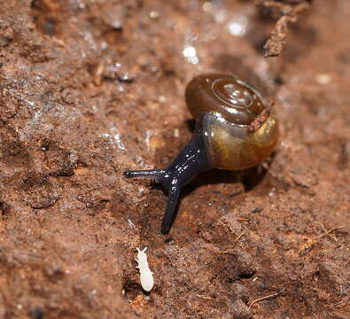 Image of Cellar glass-snail