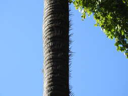 Image of grugru palm