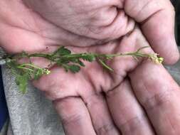 Image of Southern Marsh Yellowcress