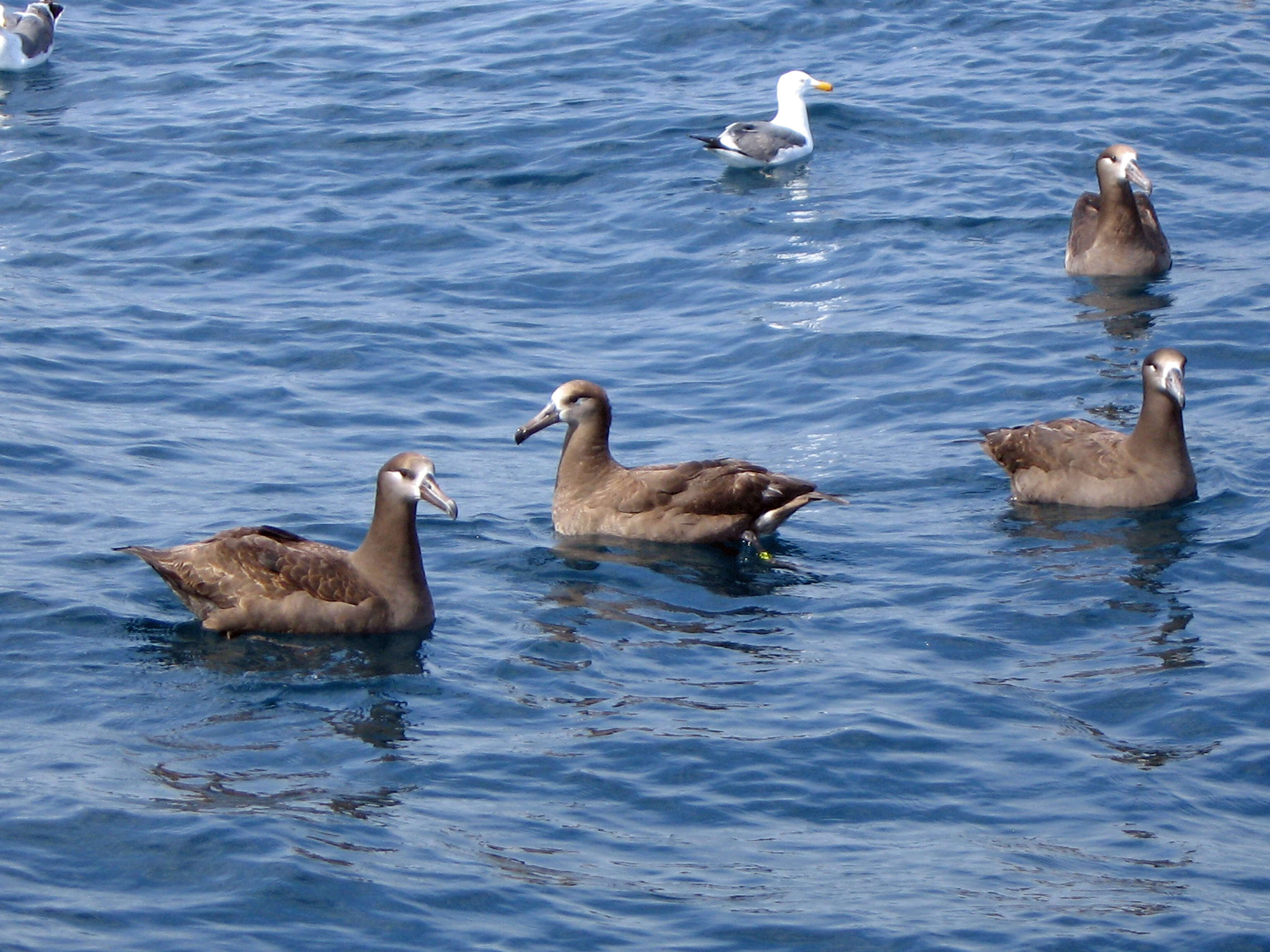 Image of Black-footed Albatross