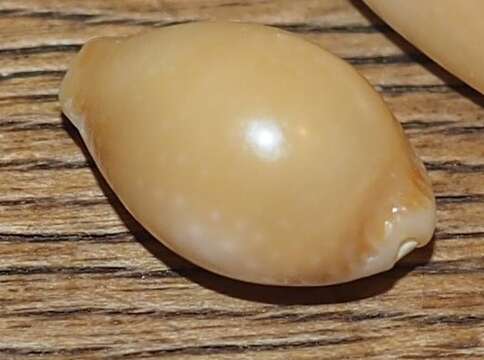 Image of half-extending cowry