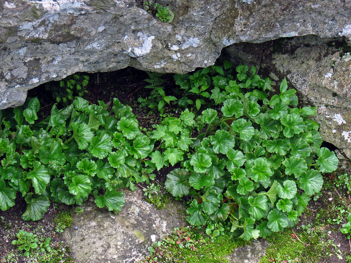 Geum radiatum Michx.的圖片