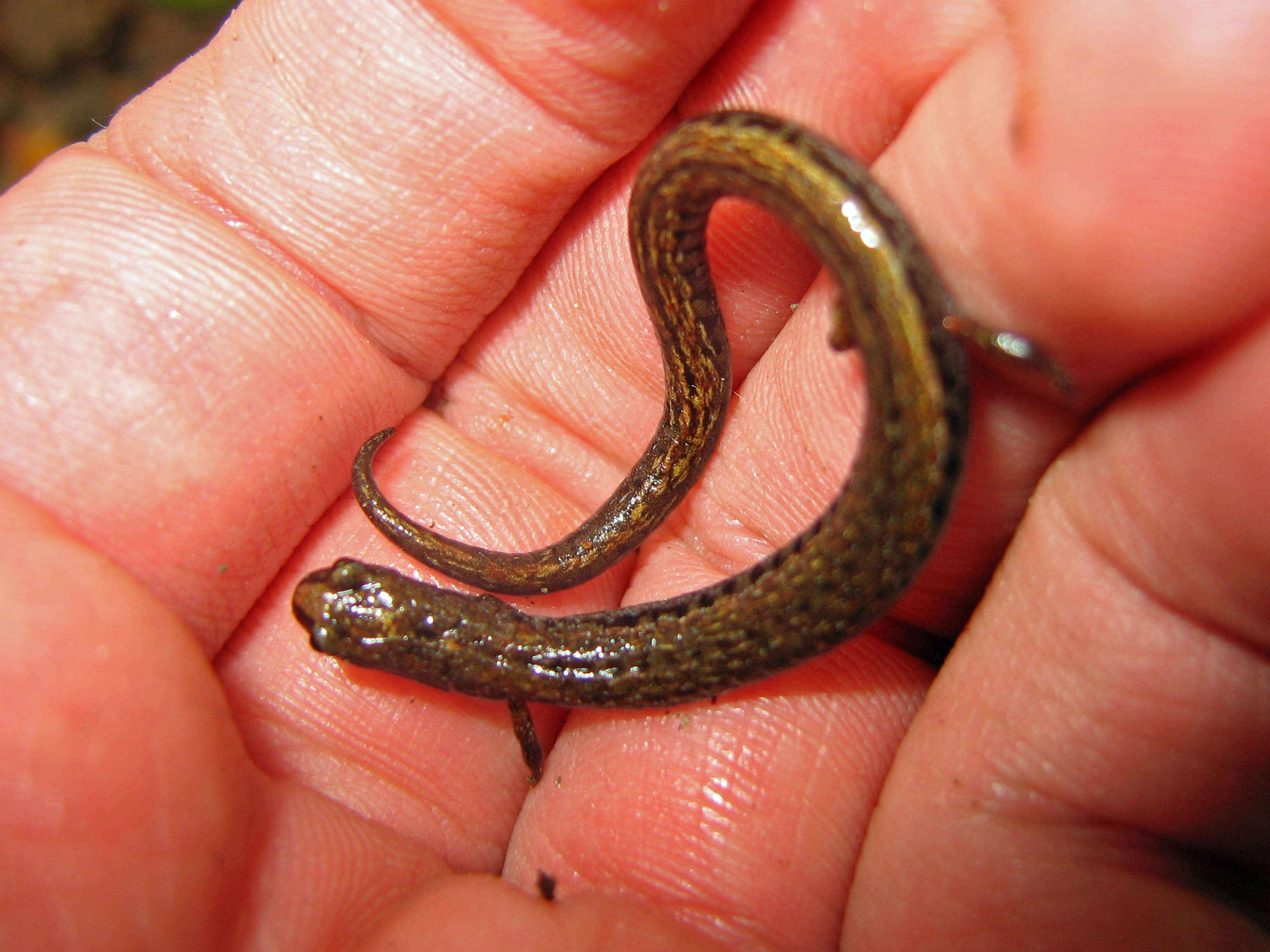 Image of California Slender Salamander