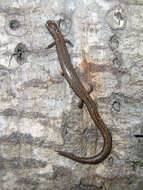 Image of California Slender Salamander