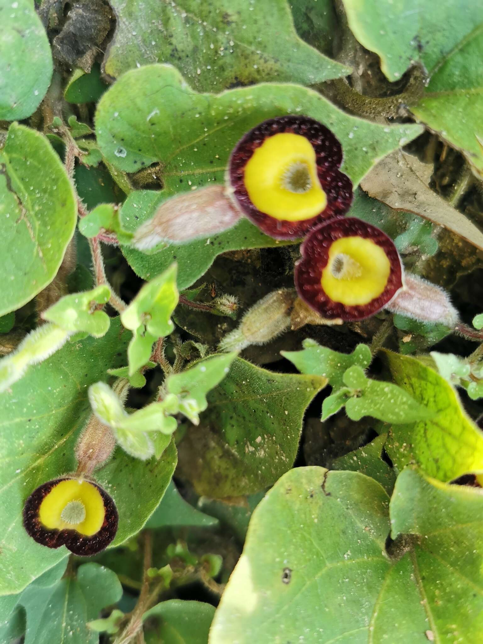 Image of Aristolochia purhepecha