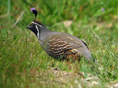 Image of Callipepla Wagler 1832