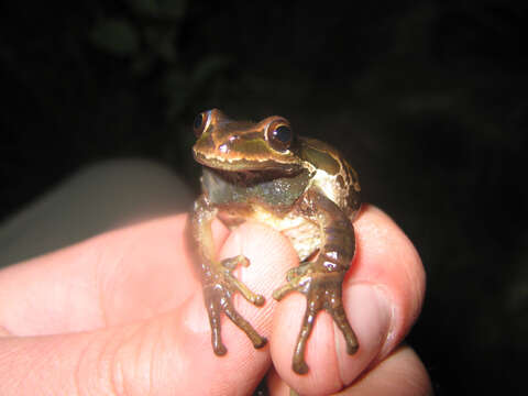 Image of Northern Pacific Treefrog