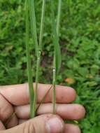 Image of golden oat grass