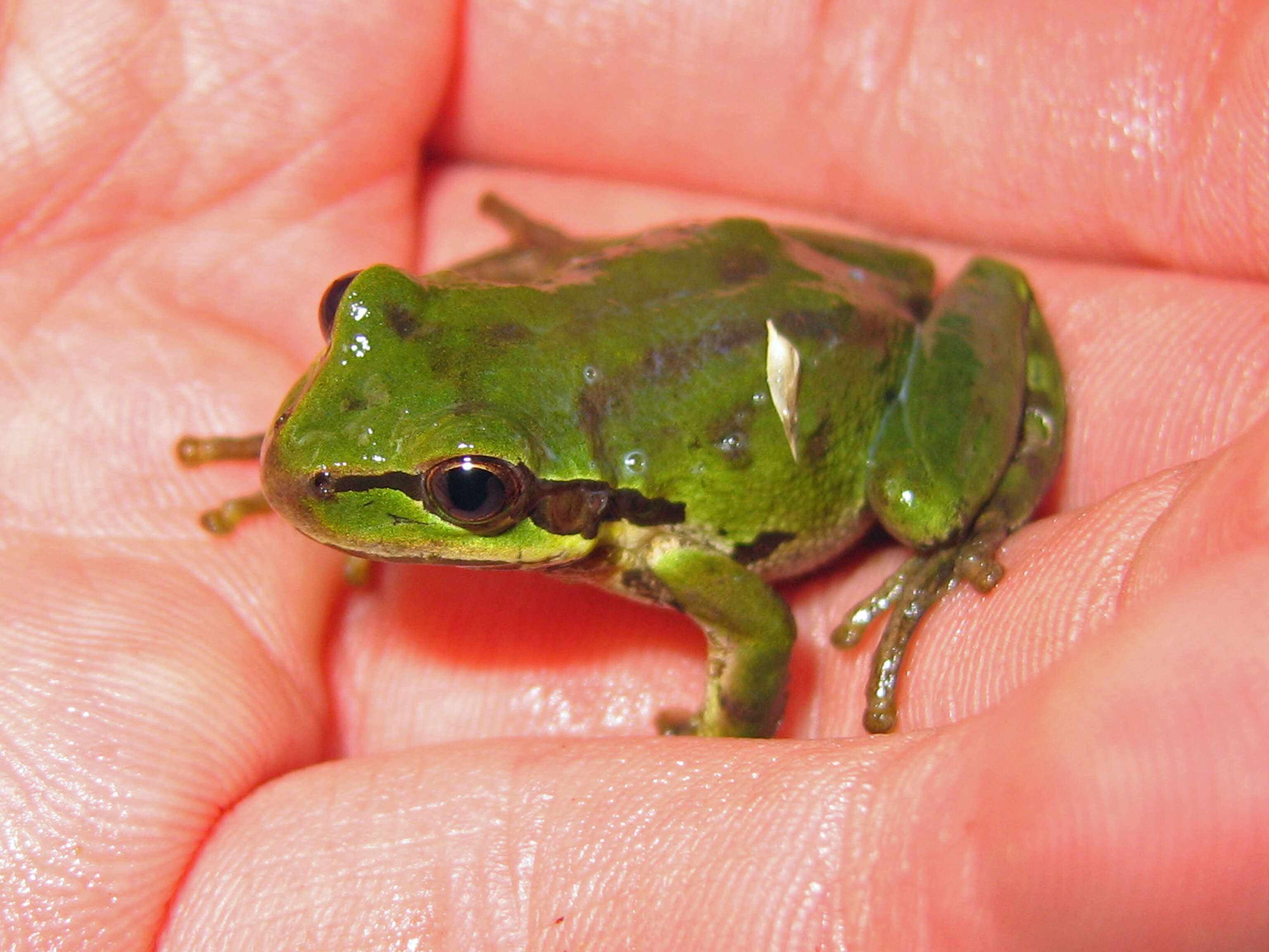 Image of Northern Pacific Treefrog