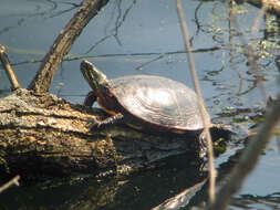 Image of Eastern Painted Turtle