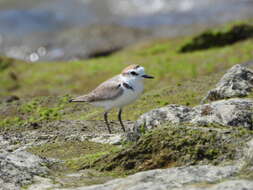 Charadrius dealbatus (Swinhoe 1870) resmi