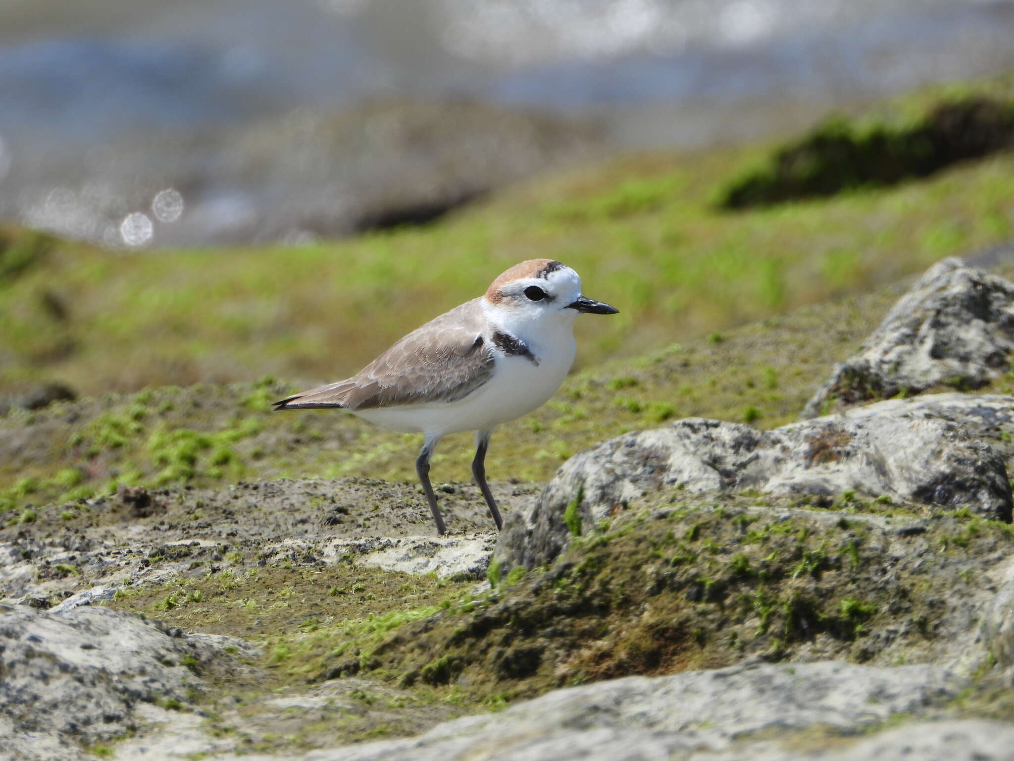 Charadrius dealbatus (Swinhoe 1870) resmi