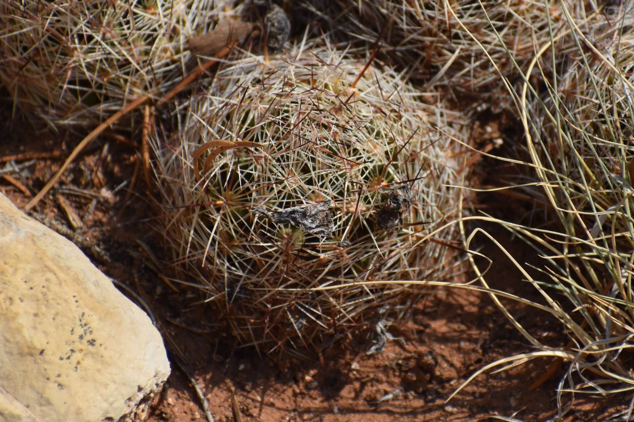 Image of Pincushion Cactus