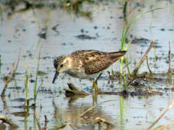 Image of Least Sandpiper