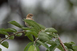 Image of Foxy Cisticola