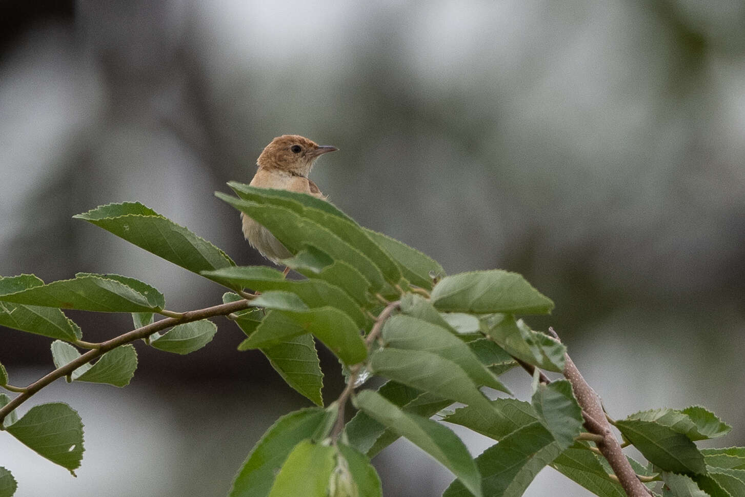 Image of Foxy Cisticola