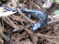 Image of Northern Slimy Salamander