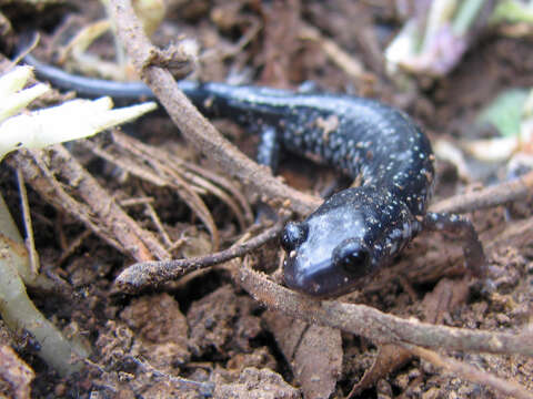 Image of Northern Slimy Salamander