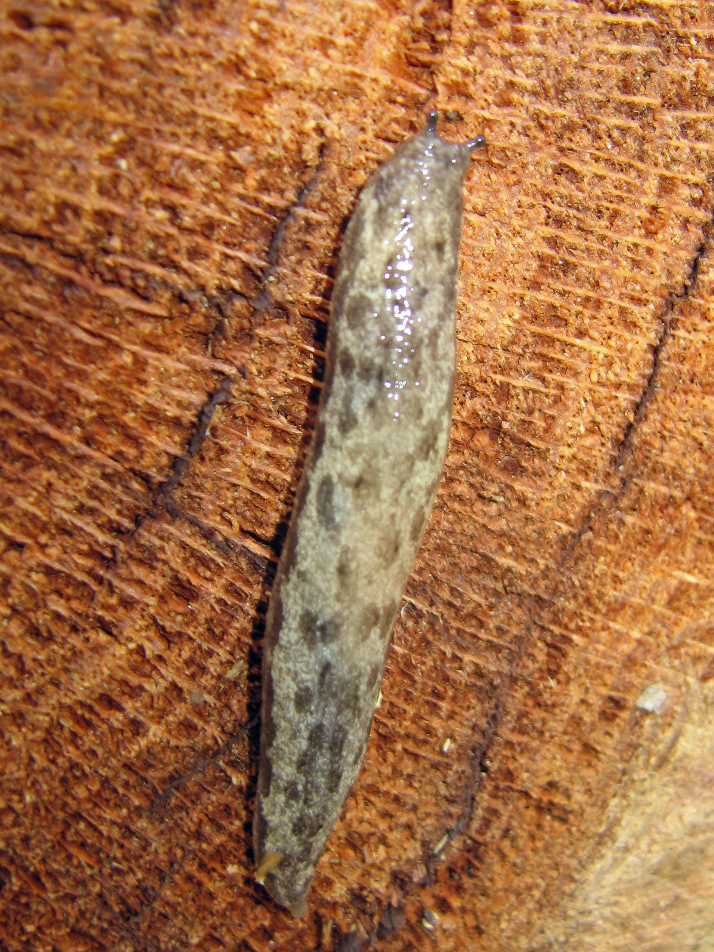 Image of Megapallifera mutabilis (Hubricht 1951)