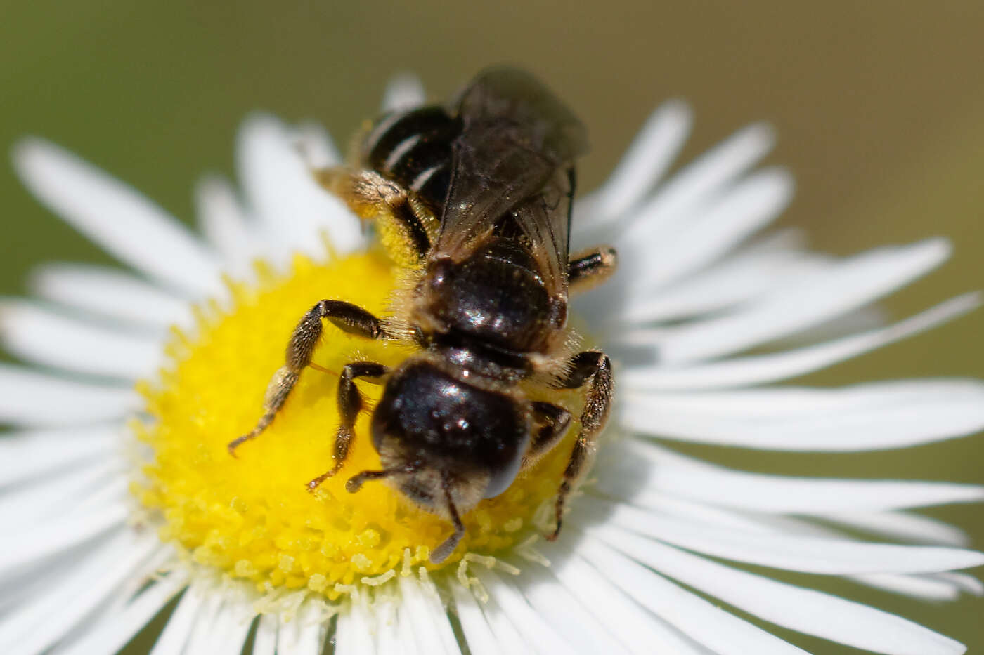 Halictus maculatus Smith 1848的圖片