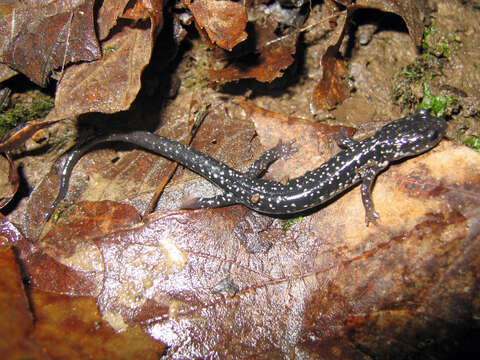 Image of Northern Slimy Salamander