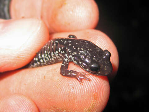 Image of Northern Slimy Salamander