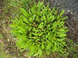 Слика од Achillea ageratum L.