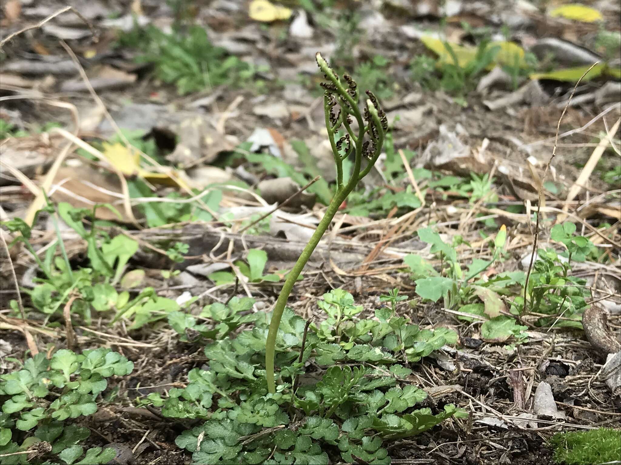 Imagem de Sceptridium lunarioides (Michx.) Holub