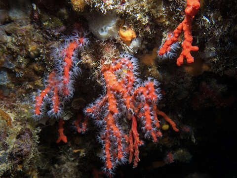 Image of Red coral